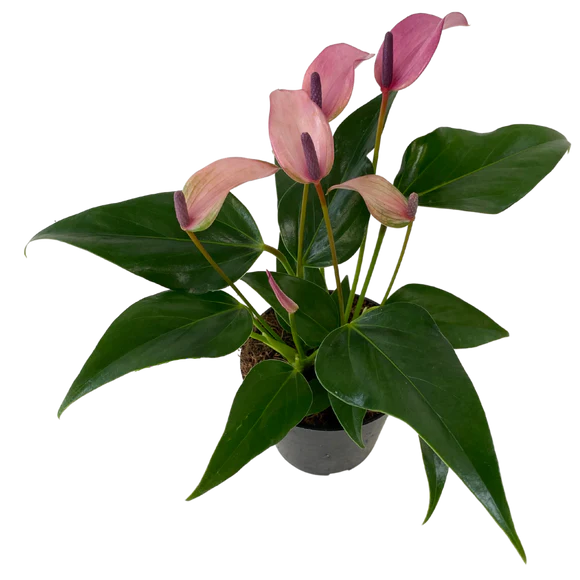 4" Purple Anthurium