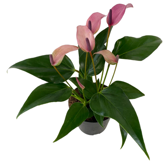 4" Purple Anthurium