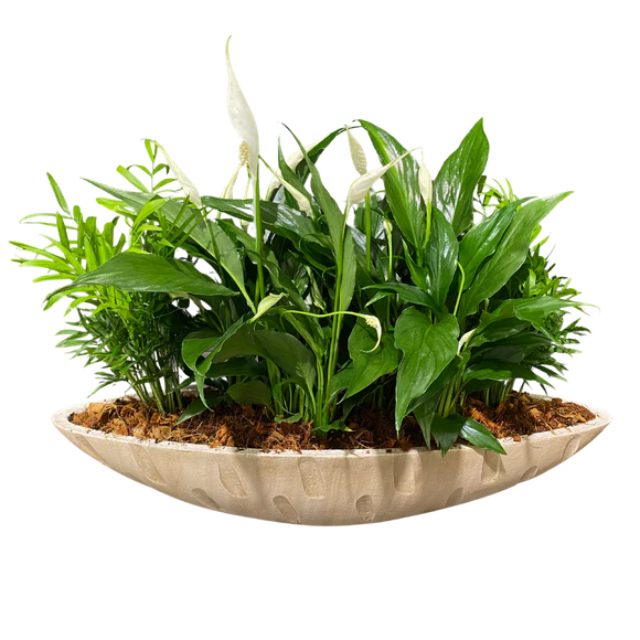 Giant Cream Peace Lily Boat