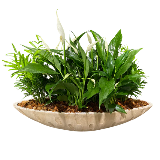 Giant Cream Peace Lily Boat