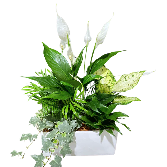 Large White Rectangle Peace Lily Planter