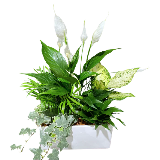 Large White Rectangle Peace Lily Planter