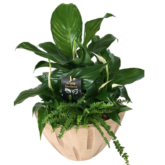 Large Peace Lily Wood Sympathy Planter