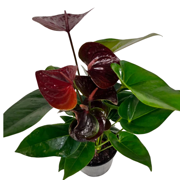 6" Chocolate Anthurium