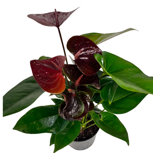 6" Chocolate Anthurium