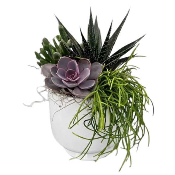 White Based Succulent Planter