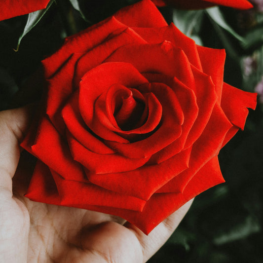 A Dozen Red Roses Bouquet